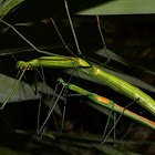 Winged Stick Insect, Phasmid - Pair