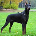 Doberman'