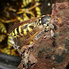 yellowjacket or hornet
