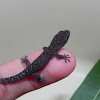 Small Black Gecko