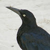 Great tailed grackle