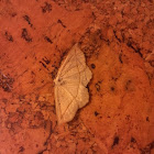 Chickweed Geometer Moth