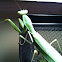 Chinese giant mantis
