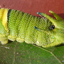 Tailed Emperor (larva)