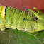 Tailed Emperor (larva)