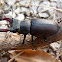 Stag Beetle / Jelenjak ♂