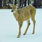 White-tailed deer (female)