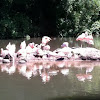 Chilean Flamingo