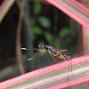 Stilt-legged Fly