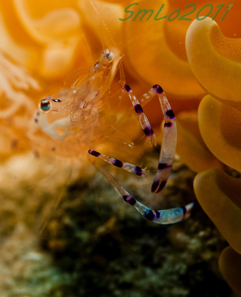 Jelly Cleaner Shrimp
