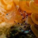 Jelly Cleaner Shrimp