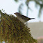 House Sparrow (female)