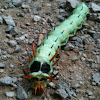 Regal Moth, Caterpillar