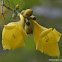 Asian Bushbeech, Asiatic beechberry, Badhara bush, Oval-leafed Gmelina, बनधारा