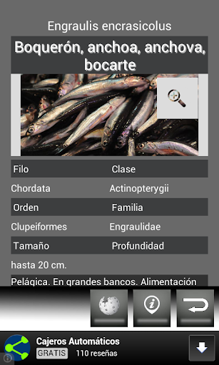 【免費運動App】Peces y Pesca Lite mi agenda-APP點子