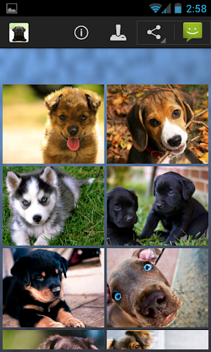 Dogs Wallpapers