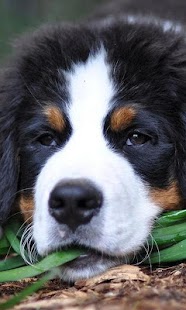 Bernese Mountain Dogs Puzzle Screenshots 4