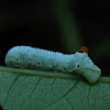 ABBOTT'S SPHINX MOTH Larvae