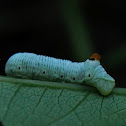 ABBOTT'S SPHINX MOTH Larvae