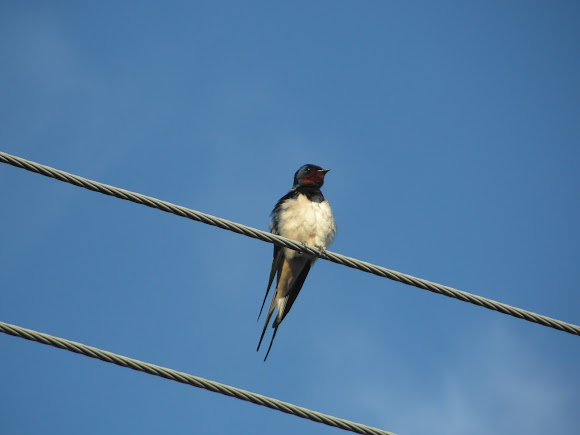 Barn Swallow Project Noah