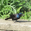 Common Grackle