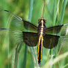 Widow Skimmer Dragonflies