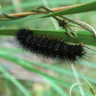Ctenuchas caterpillar