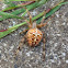 Cross Orbweaver Spider Araneus diadematus