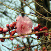 Japanese Cherry