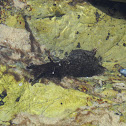 sea hare