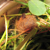 Woolly Bear Pupa (with protective hairs)