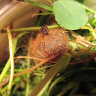 Woolly Bear Pupa (with protective hairs)