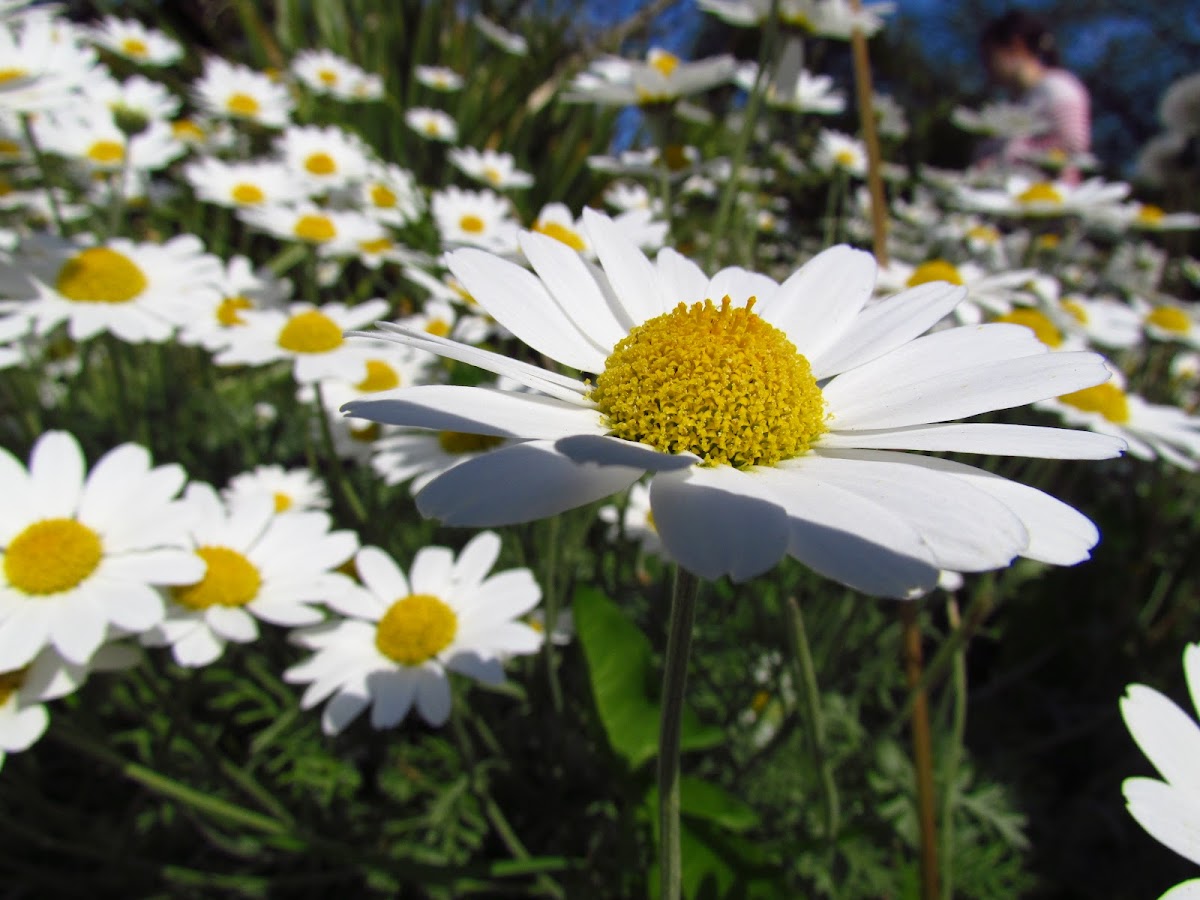 Common Daisy