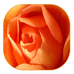 Cover Image of Download Orange Roses Live Wallpaper 1.1 APK