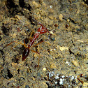 Trap-Jaw Ant (cave)