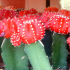 Chin Cactus