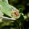 unknown larva