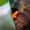 Strawberry poison-dart frog