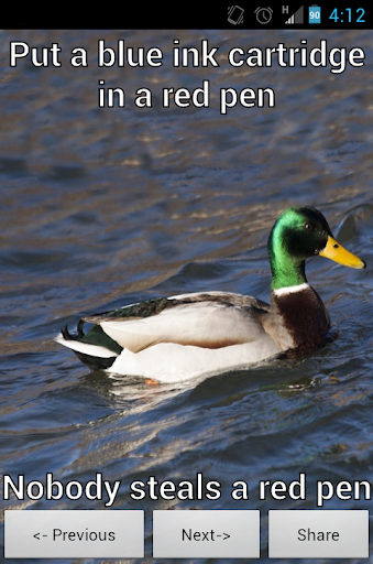 Actual Advice Mallard