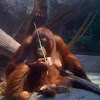 Orangutan, Bornean