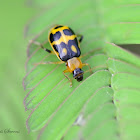 Bean Beetle (Chrysomelidae)