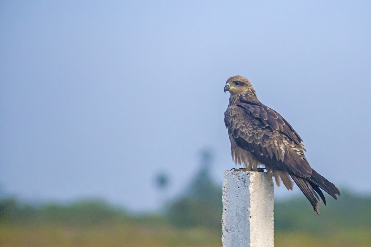 Black Kite