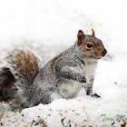 Eastern Gray Squirrel