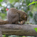 Plantain squirrel