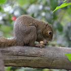 Plantain squirrel