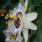 Passiebloem (Passiflora)
