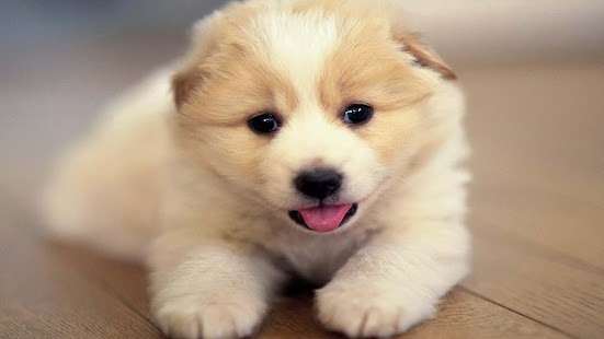 免費下載工具APP|Cute Puppy Wallpaper app開箱文|APP開箱王