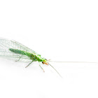 Green Lacewing