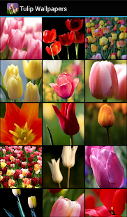 Tulip Wallpapers(圖1)-速報App