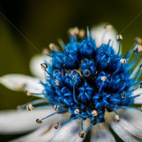 Eryngium (Umbelliferae) by Scott Trageser - Flowers Single Flower